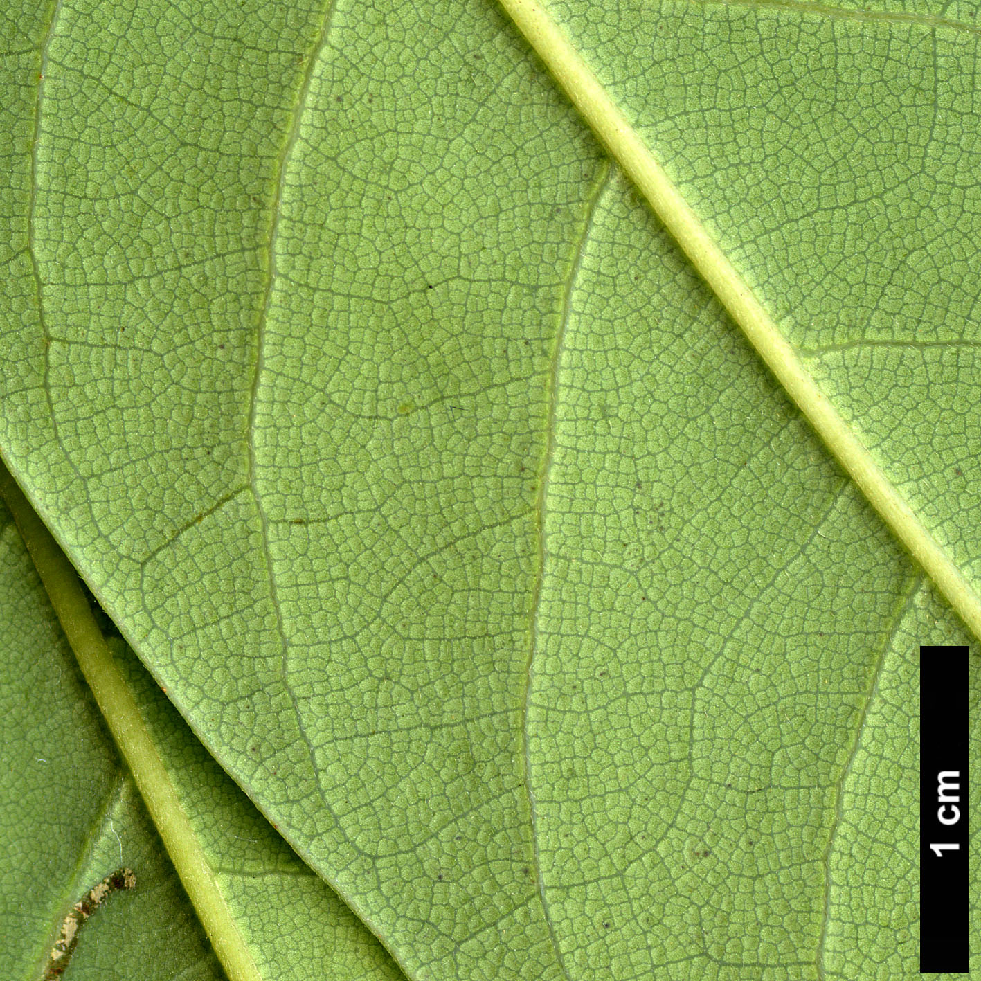 High resolution image: Family: Lauraceae - Genus: Persea - Taxon: indica